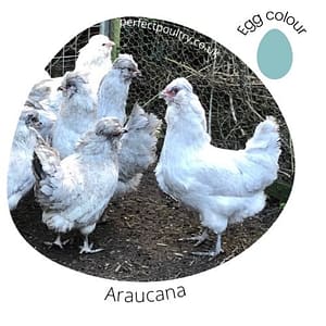 Araucana for sale by Perfect Poultry