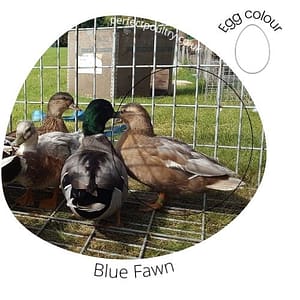 Blue Fawn Duck