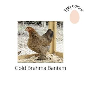 Gold Brahma Bantam