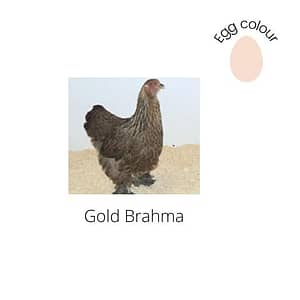 Gold Brahma
