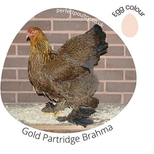 Gold Partridge Brahma