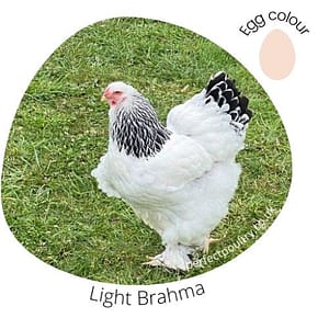 Light Brahma