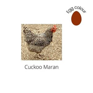 Cuckoo Maran