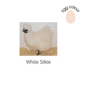 White Silkie