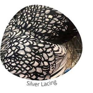 Silver Lacing