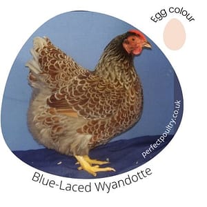 Blue-Laced Wyandotte