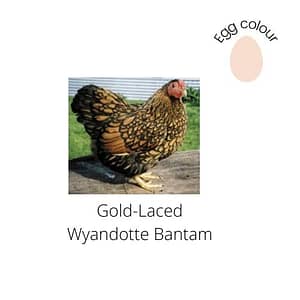 Gold-Laced Wyandotte Bantams