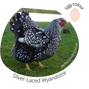 Silver-Laced Wyandotte