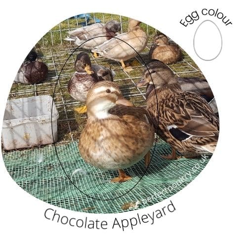 Chocolate Appleyard Duck
