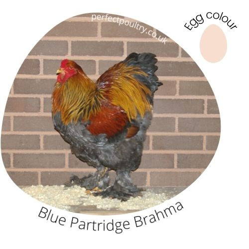 Blue Partridge Brahma Cockere