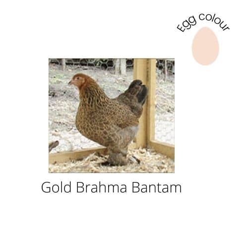 Gold Brahma Bantam