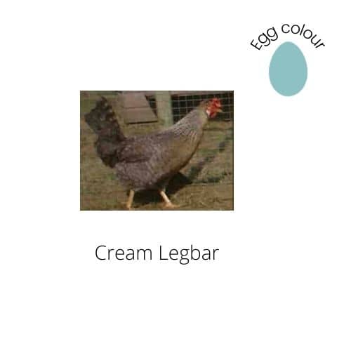Cream Legbar
