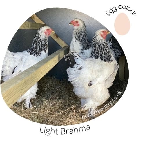 Light Brahmas