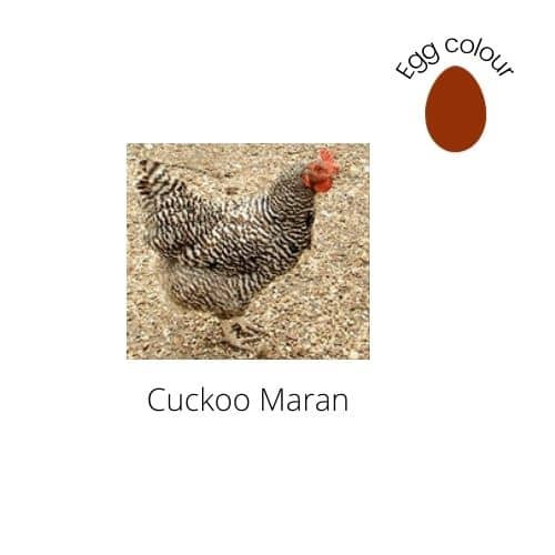 Cuckoo Maran