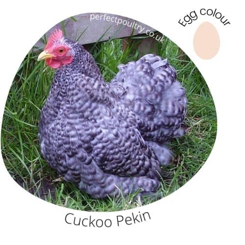 Cuckoo Pekin