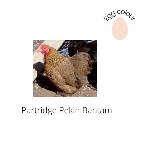 Partridge Pekin