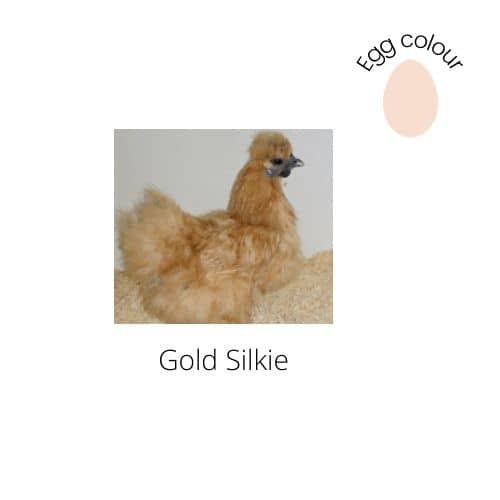 Gold Silkie