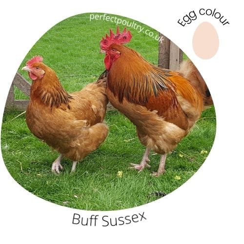 Buff Sussex