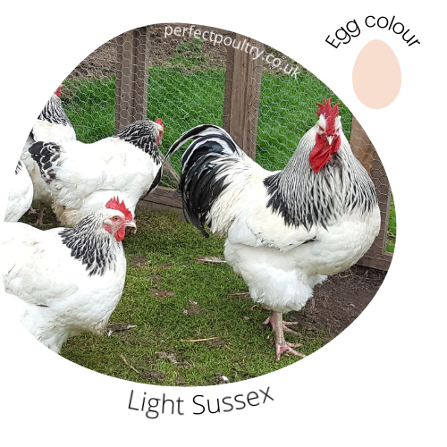 Light Sussex