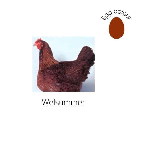 Welsummer Chicken