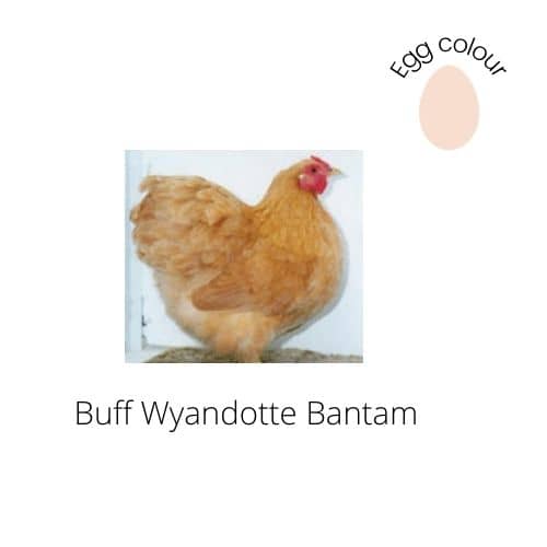 Buff Wyandotte Bantam