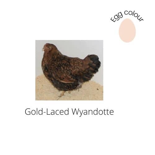 Gold Laced Wyandotte