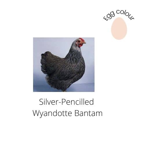 Silver Pencilled Wyandotte Bantam