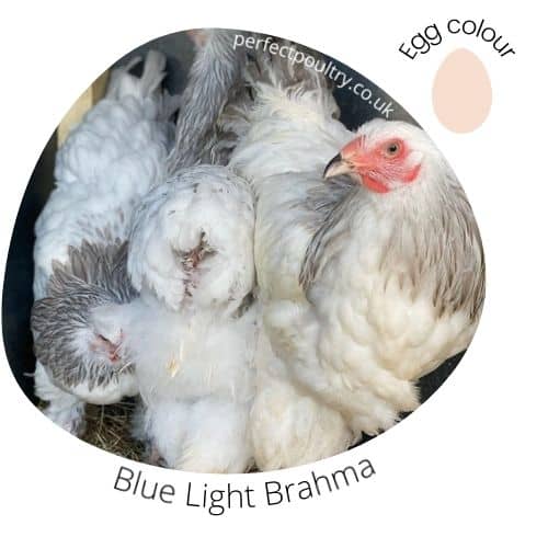Light Blue Brahmas for sale by Perfect Poultry