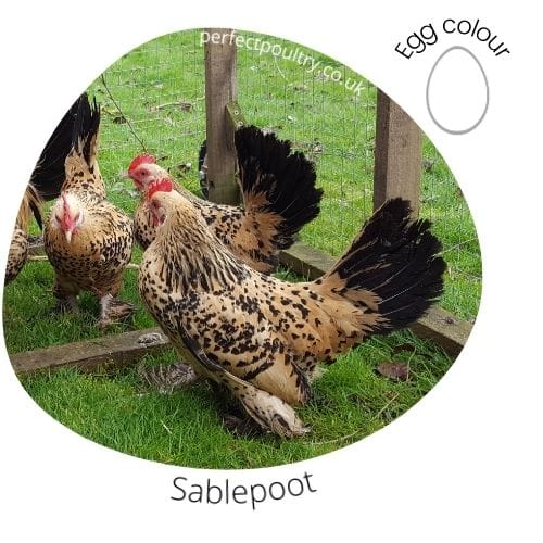 Sablepoot for sale by Perfect Poultry