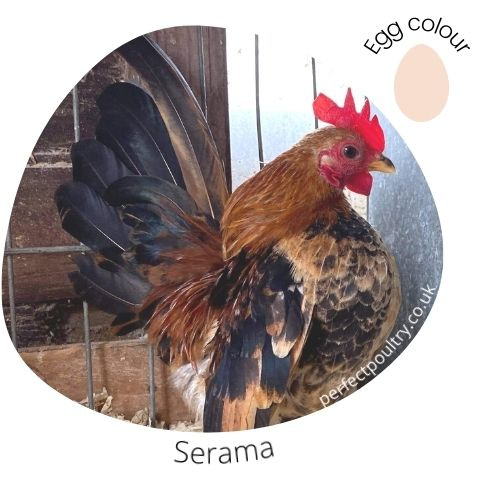 Serama for sale by Perfect Poultry