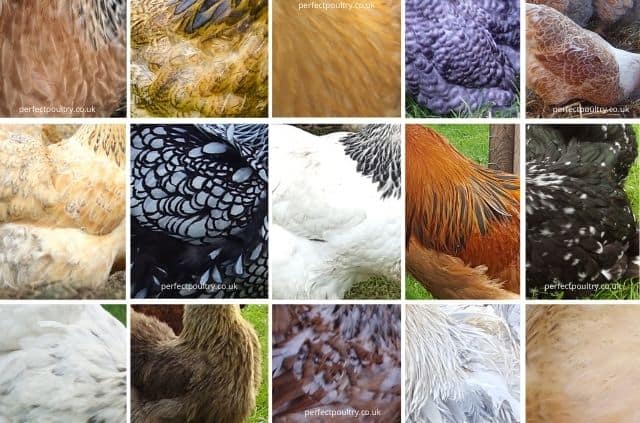 Feathers and their Markings